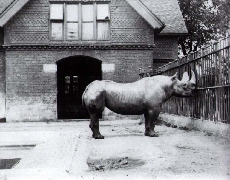 L.Medland, 1890 Theodore in London Zoo