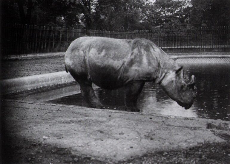 H.Sandland, 1899: Begum in London Zoo