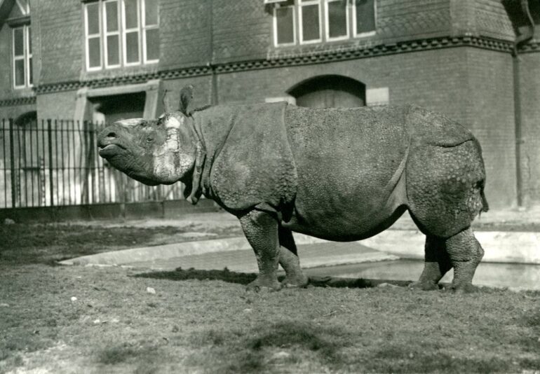 F.W.Bond, 1922: London Zoo