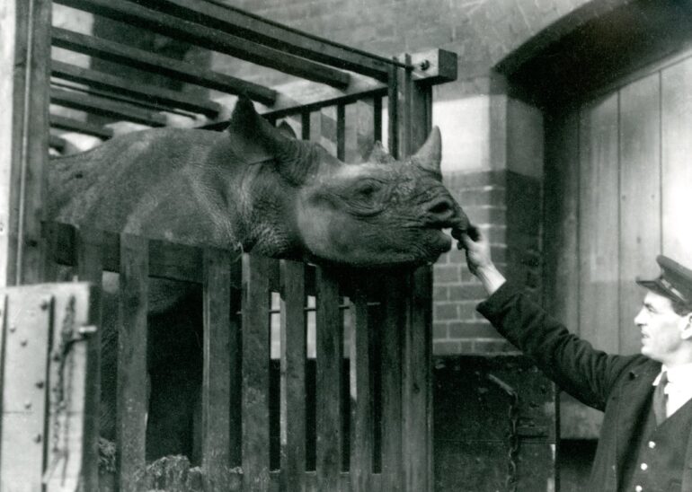 F.W.Bond, 1923: black rhino in London Zoo