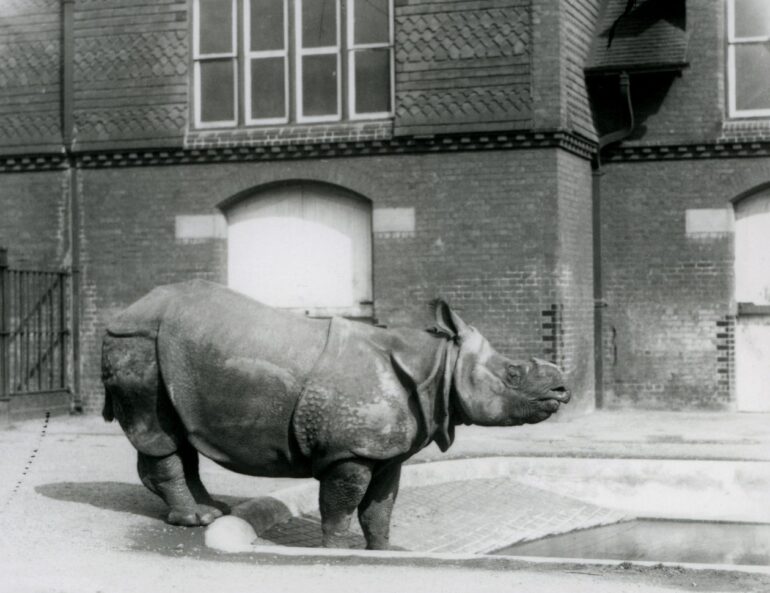 F.W.Bond, 1928: London Indian rhino