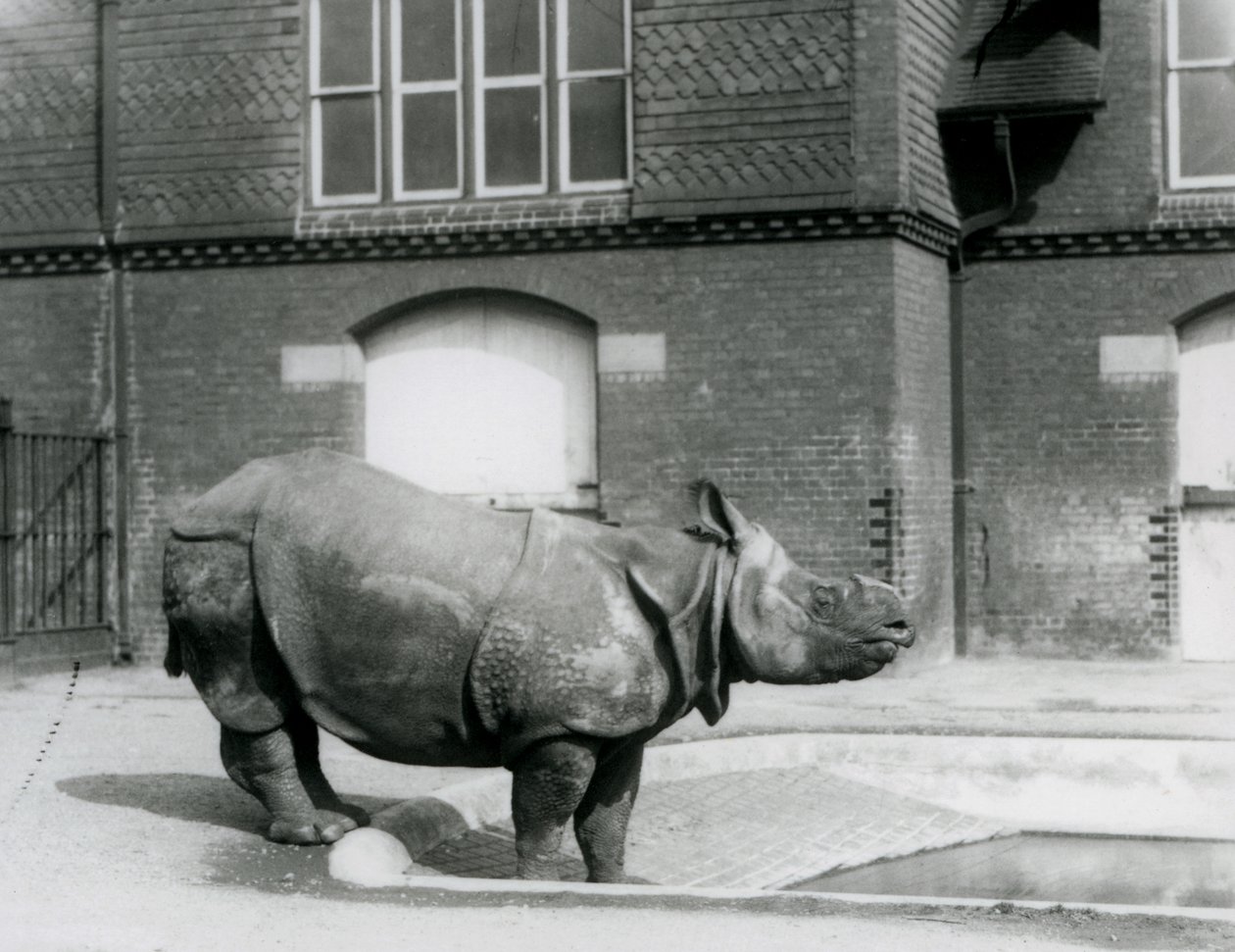 F.W.Bond, 1928: London Indian rhino
