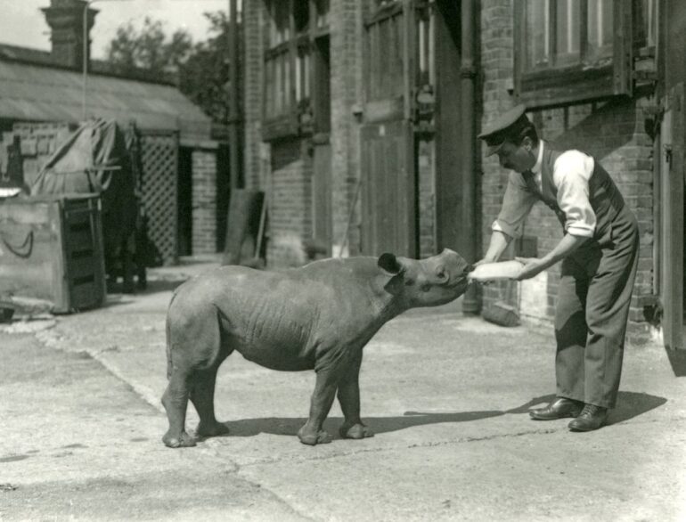 F.W.Bond, 1928: Kathleen black rhino