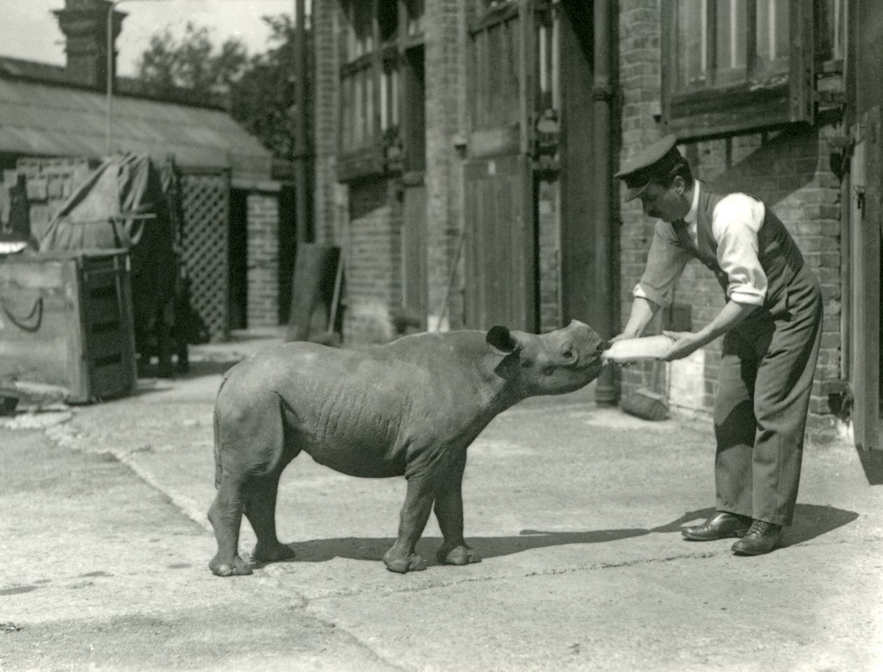 F.W.Bond, 1928: Kathleen black rhino
