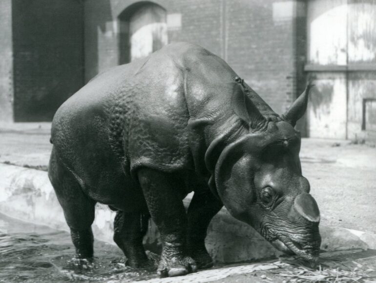 F.W. Bond, 1928: London Zoo