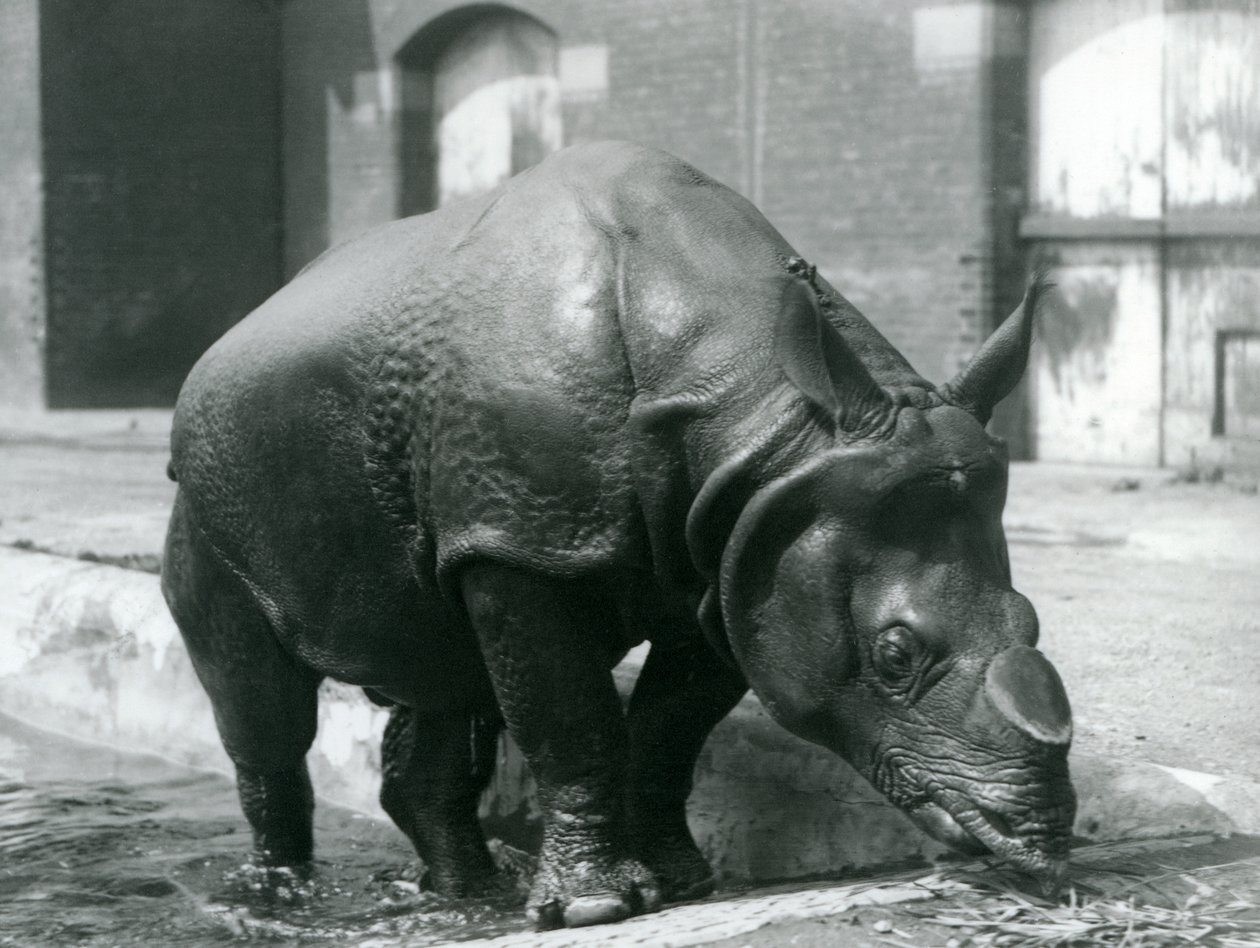 F.W. Bond, 1928: London Zoo