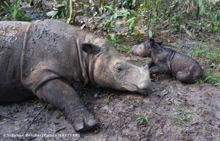 Sumatran rhino: ratu and baby Delilah