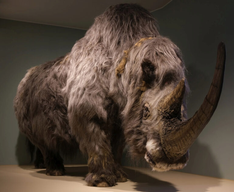 Reconstruction of woolly rhino