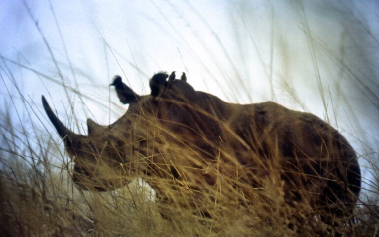 Garamba 1990s Püttger 02