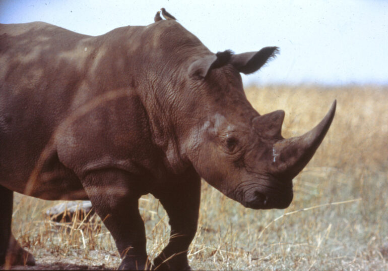 Garamba 1990s Püttger 03
