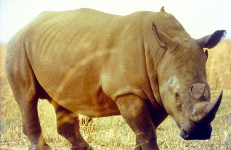 Gramba 1990s Püttger 04