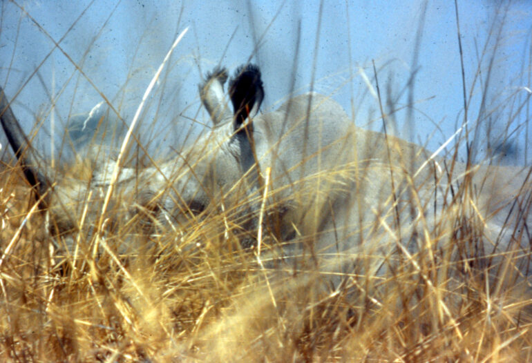 Garamba 1990s Püttger 05
