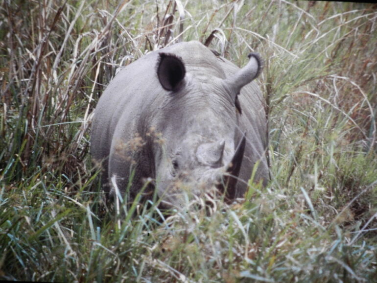Garamba 1990s Püttger 06