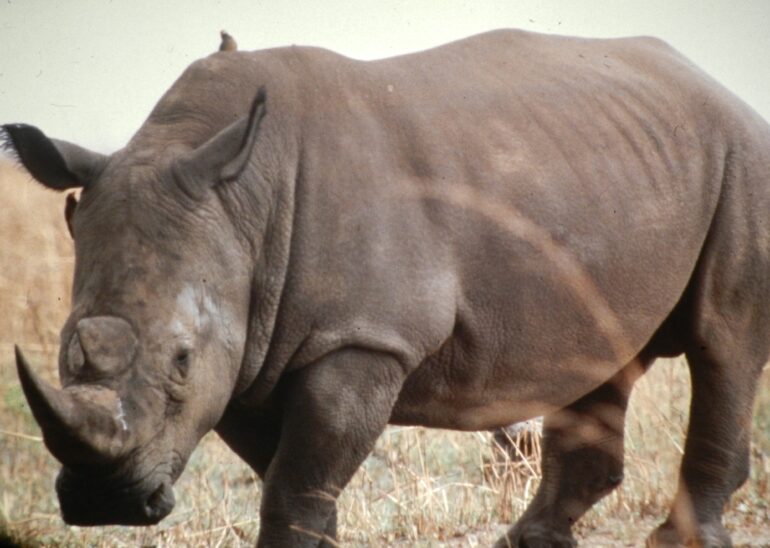 Garamba 1990s Püttger 07