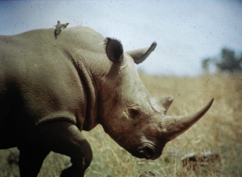 Garamba 1990s Püttger 08