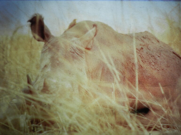Garamba 1990s Püttger 09