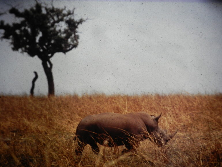Garamba 1990s Püttger 10