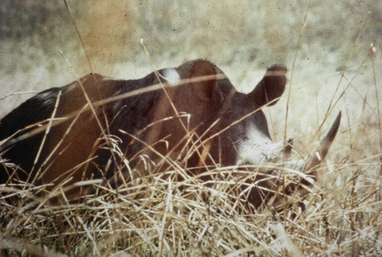 Garamba 1990s Püttger 11