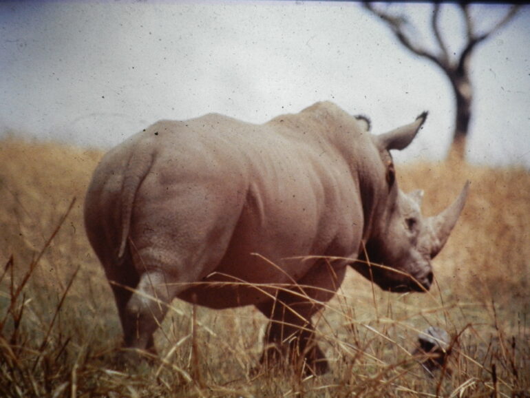 Garamba 1990s Püttger 12
