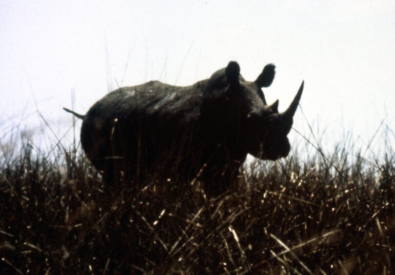 Garamba 1990s Püttger 13