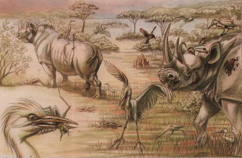 Rhinos of Ngorongoro