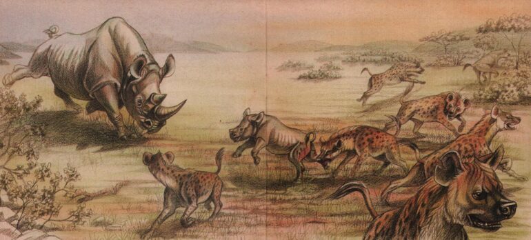 Hyena attack