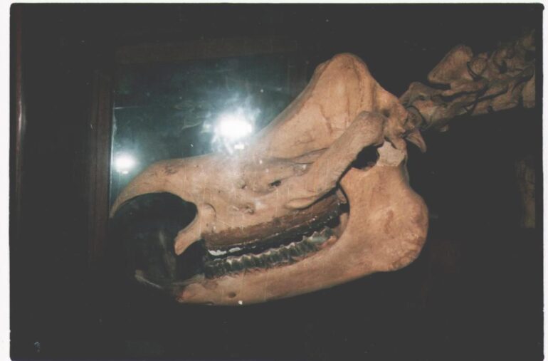 Rhinoceros sondaicus annamiticus in Hanoi