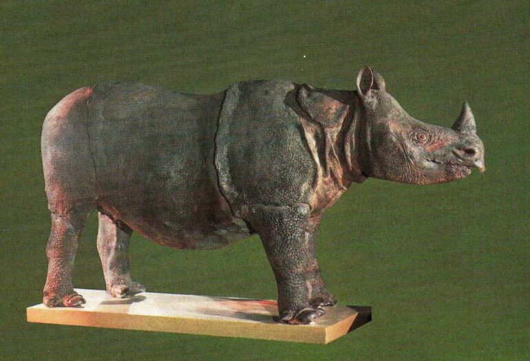 Javan Rhino in Mainz museum