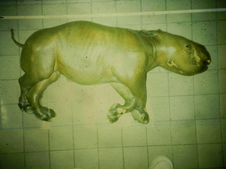 Nasi 1991 birth