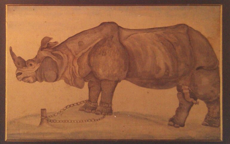 Male rhino in captivity