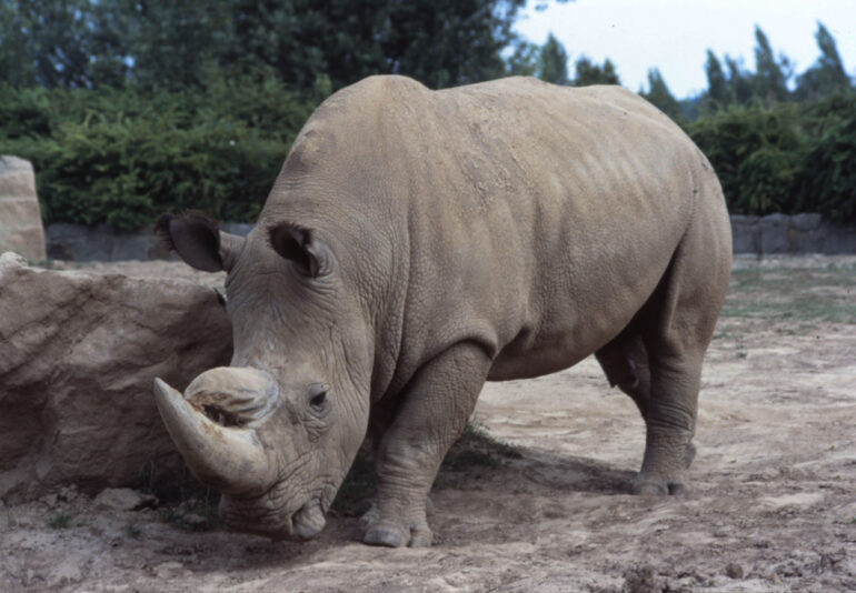 Nile rhino Sudan 1990