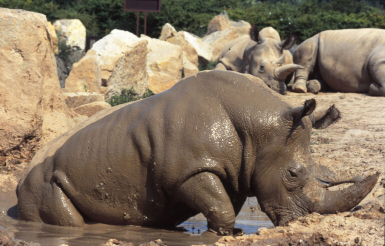 Sudan Nile rhino 1991