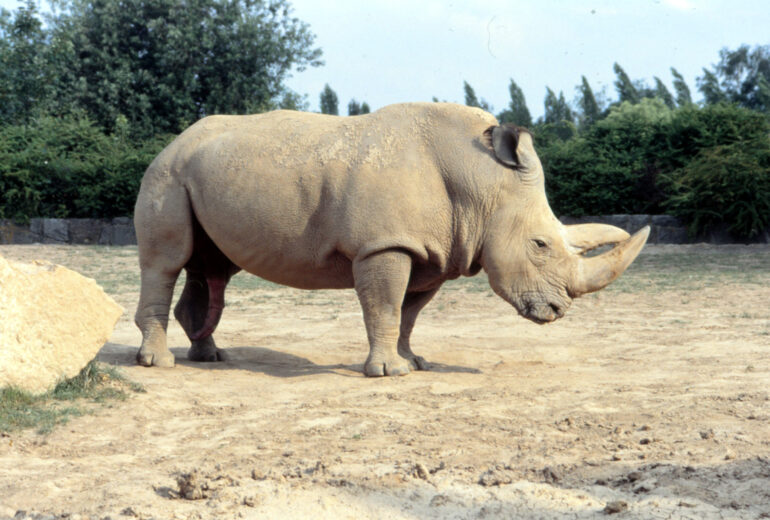 Sudan in Dvur Kralove